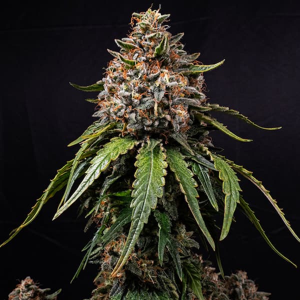 White Widow Samen > Barney\'s Farm | Reguläre Hanfsamen  |  Indica
