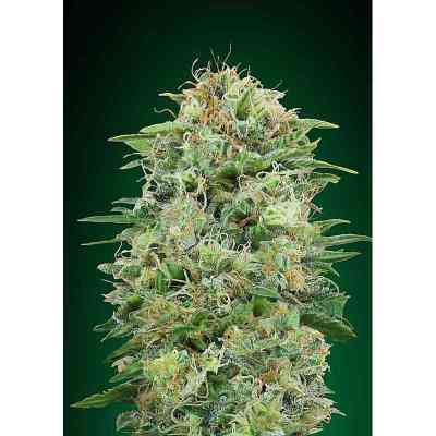 White Widow CBD semilla > 00 Seeds Bank | Semillas CBD  |  Índica