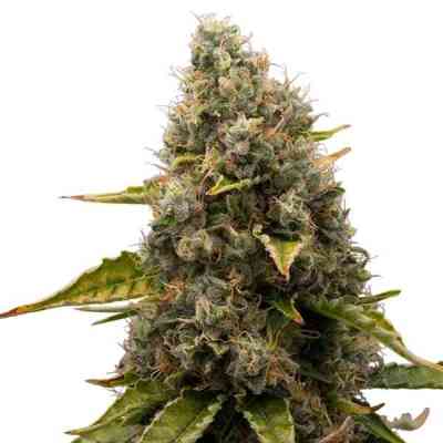 White Widow > Royal Queen Seeds | Feminisierte Hanfsamen  |  Hybrid