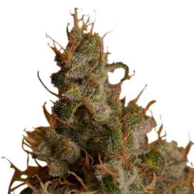 White Widow > Royal Queen Seeds | Semillas feminizadas  |  Híbrido