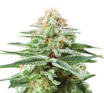 White Widow > G13 Labs | Feminisierte Hanfsamen  |  Indica