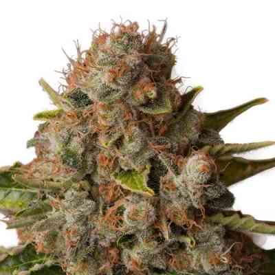 White Widow > Royal Queen Seeds | Semillas feminizadas  |  Híbrido