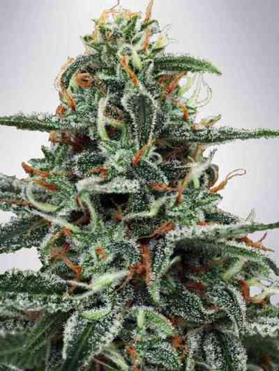 White Widow semilla > Ministry of Cannabis | Semillas feminizadas  |  Sativa