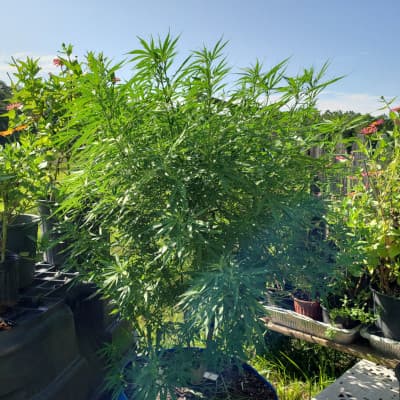 White Widow Anabu im Freien