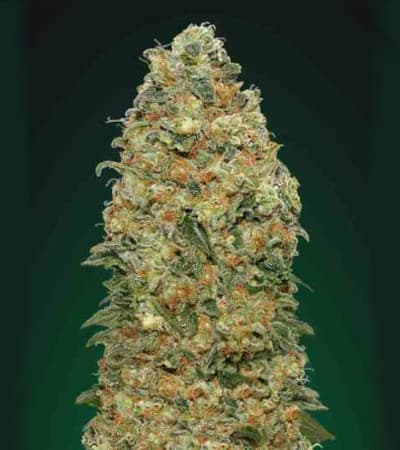 White Widow > 00 Seeds Bank | Cannabis seeds recommendations  |  TOP 10 Feminized