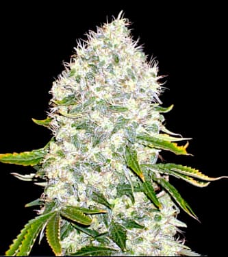 White Widow > Bulk Seed Bank | Semillas feminizadas  |  Híbrido