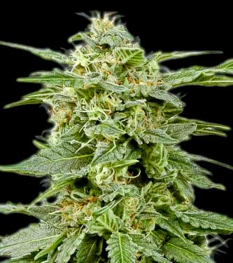 White Widow > Bulldog Seeds | Semillas feminizadas  |  Índica