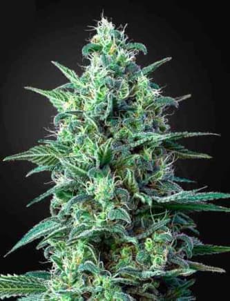 White Widow > Green House Seed Company | Feminisierte Hanfsamen  |  Hybrid