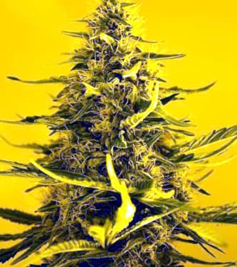 White Widow > Nirvana | Feminisierte Hanfsamen  |  Hybrid