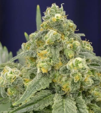 White Widow > Silent Seeds | Feminisierte Hanfsamen  |  Indica