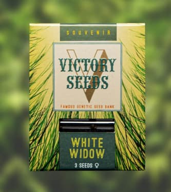 White Widow > Victory Seeds | Feminisierte Hanfsamen  |  Indica