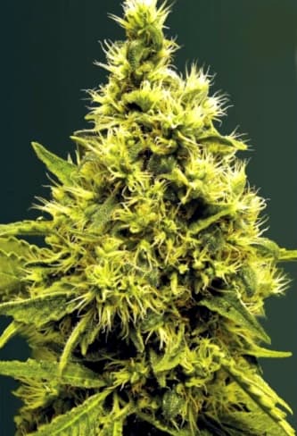 White Widow > Victory Seeds | Semillas feminizadas  |  Índica