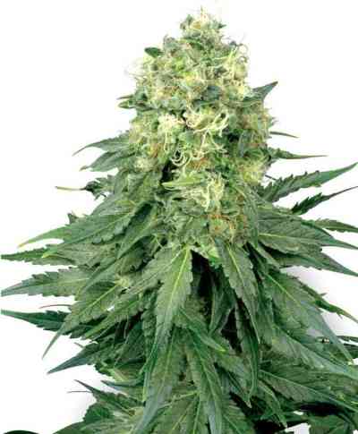 White Widow > White Label Seeds | Graines Féminisées  |  Indica