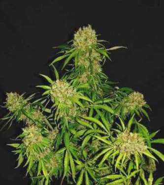 White Widow X The Ultimate > Dutch Passion | Graines Normal  |  Hybride