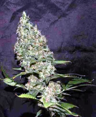 White Widow X The Ultimate > Dutch Passion | Graines Normal  |  Hybride