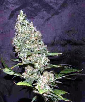 White Widow X The Ultimate > Dutch Passion | Semillas Regulares  |  Híbrido