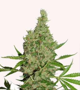 White Widow X The Ultimate > Dutch Passion | Reguläre Hanfsamen  |  Hybrid