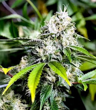 White Widow Xtrm > Bulldog Seeds | Feminized Marijuana   |  Indica