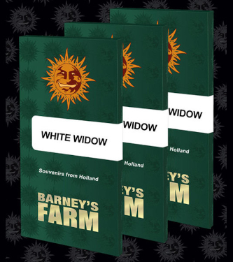 White Widow XXL > Barneys Farm | Feminisierte Hanfsamen  |  Indica