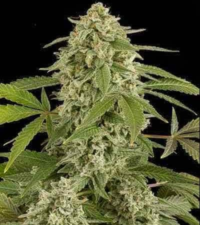 White Widow > Linda Seeds | Hanfsamen Empfehlungen  |  Günstige Hanfsamen