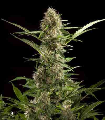 White Yoda Auto > Philosopher Seeds | Autoflowering Hanfsamen  |  Hybrid