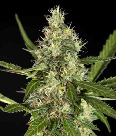 White Yoda Auto > Philosopher Seeds | Graines Autofloraison  |  Hybride