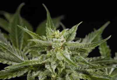 White Yoda Auto > Philosopher Seeds | Autoflowering Hanfsamen  |  Hybrid