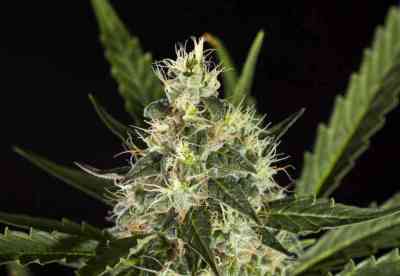 White Yoda Auto > Philosopher Seeds | Autoflowering Cannabis   |  Hybrid