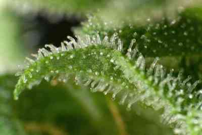 White Yoda Auto > Philosopher Seeds | Autoflowering Cannabis   |  Hybrid