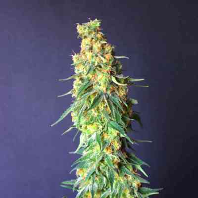 White Domina CBD > Kannabia Seeds | Feminized Marijuana   |  Indica