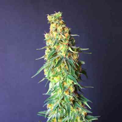 White Domina CBD > Kannabia Seeds