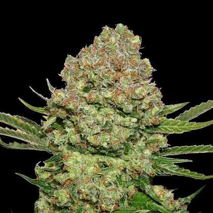 White Widow > Seed Stockers | Feminisierte Hanfsamen  |  Indica