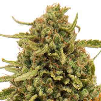 Widow Remedy graines > Barneys Farm | Graines Normal  |  Sativa