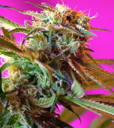 Wild Rose > Sweet Seeds | Feminized Marijuana   |  hybrid