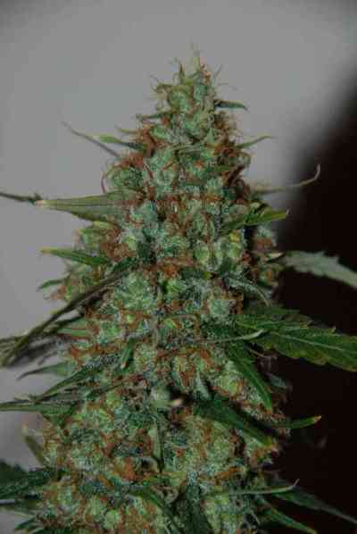 Wild Thailand Ryder > World of Seeds | Autoflowering Hanfsamen  |  Sativa