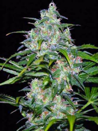 Wild Thailand > World of Seeds | Hanfsamen Empfehlungen  |  TOP 10 Sativa Cannabis-Sorten