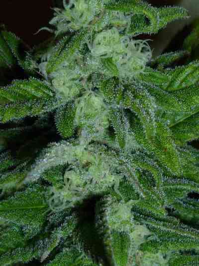 Wild Thailand > World of Seeds | Cannabis seeds recommendations  |  TOP 10 sativa strains