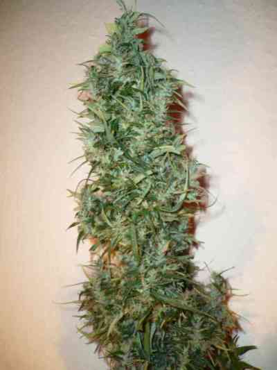 Wild Thailand > World of Seeds | NUESTRAS RECOMENDACIONES DE SEMILLAS DE MARIHUANA  |  TOP 10 semillas sativas