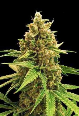 Winning Cake > Bulk Seed Bank | Feminized Marijuana   |  Indica