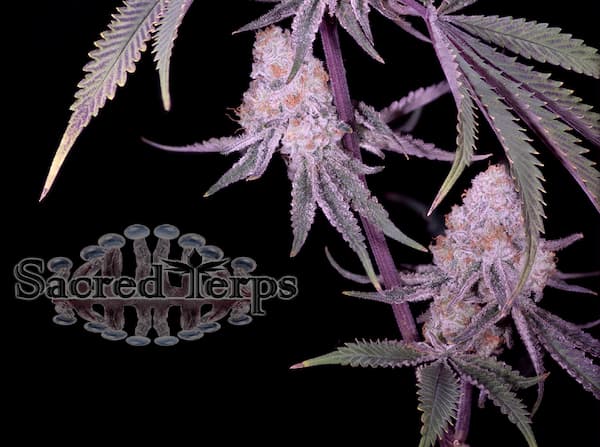 Winter Sunset #4 Seed > Sacred terps | Feminized Cannabis   |  Hybrid