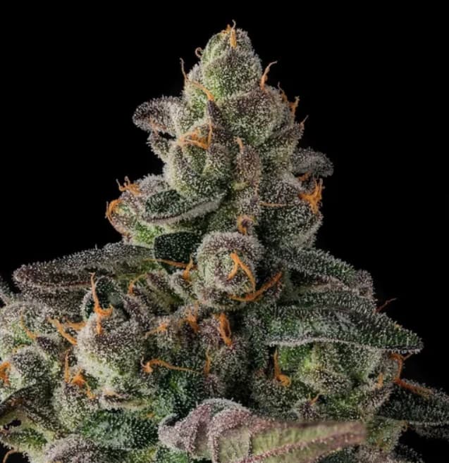 Wokstar Seed > Compound Genetics | Feminized Cannabis   |  Hybrid