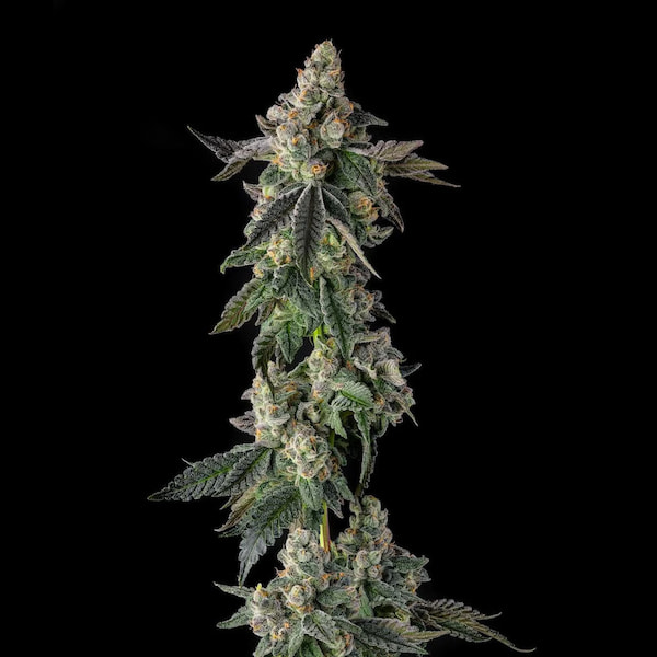 Wokstar Seed > Compound Genetics | Feminized Cannabis   |  Hybrid