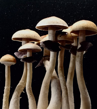 Wollongong > Magic Mushrooms