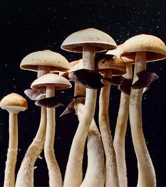 Wollongong > Magic Mushrooms | Magic Mushrooms / Psilocybin mushroom