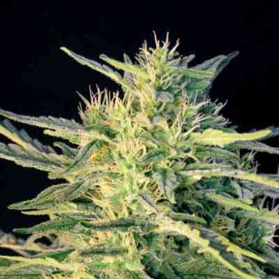 Wombat > Blim Burn Seeds | Semillas feminizadas  |  Sativa