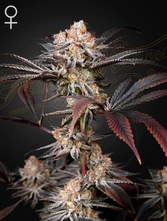 Wonder Pie > Green House Seed Company | Feminized Marijuana   |  Indica