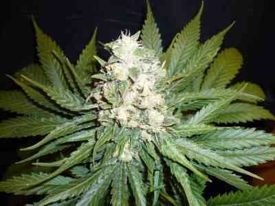 Wonder Woman > Nirvana | Feminized Marijuana   |  hybrid