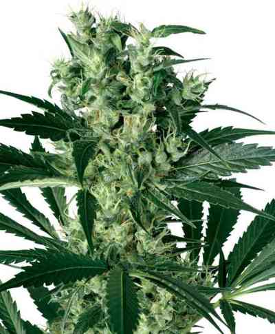 X-Haze > White Label Seeds | Semillas feminizadas  |  Híbrido