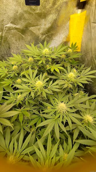 Xupet Seed > R-Kiem Seeds | Feminized Cannabis   |  Sativa