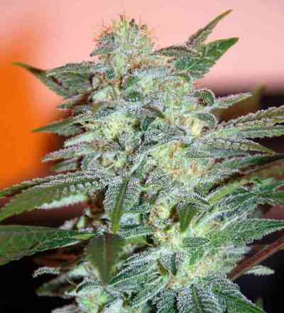 Yumbolt 47 > World of Seeds | Feminisierte Hanfsamen  |  Indica